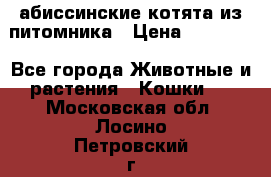 абиссинские котята из питомника › Цена ­ 15 000 - Все города Животные и растения » Кошки   . Московская обл.,Лосино-Петровский г.